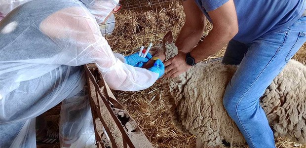 Χρήματα στους κτηνοτρόφους της Θεσσαλίας για την ευλογιά
